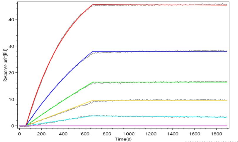 GAS6 Antibody