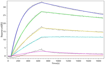 TRBC1 Antibody