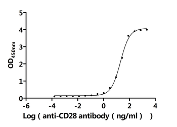CD28 Antibody