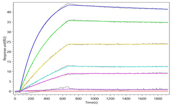 CD28 Antibody