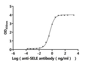 SELE Antibody