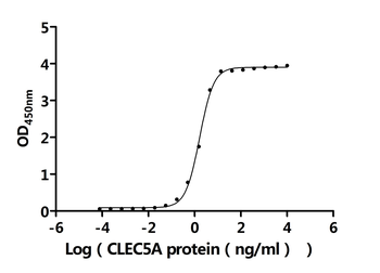 CLEC5A Antibody