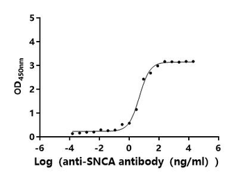 SNCA Antibody