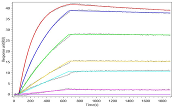 CLEC7A Antibody