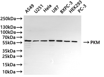 PKM Antibody