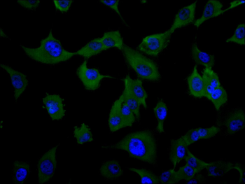 PKM Antibody