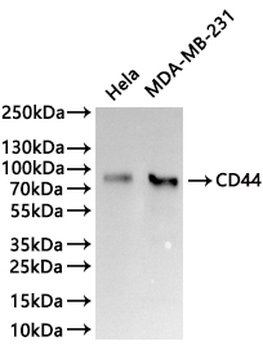 CD44 Antibody