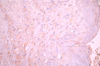 EREG Antibody