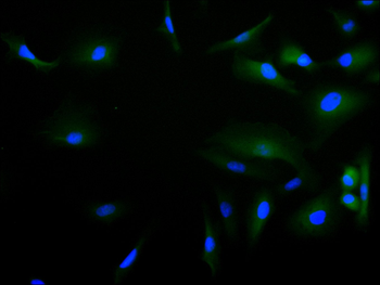 ANXA1 Antibody