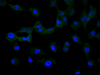 ANXA1 Antibody