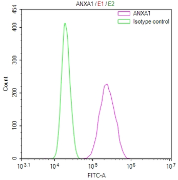 ANXA1 Antibody