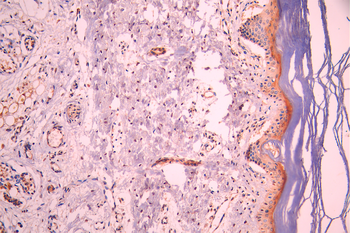CD63 Antibody