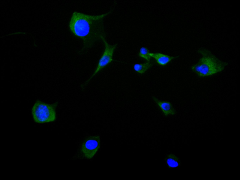 CD63 Antibody