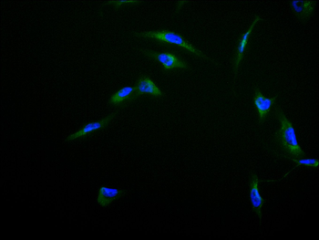 CD63 Antibody