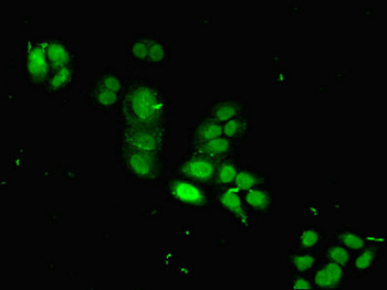 HIST1H2BB Antibody