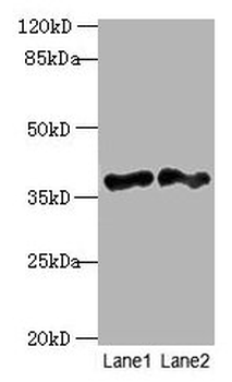 DNAJB4 Antibody