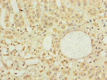 DNAJB4 Antibody