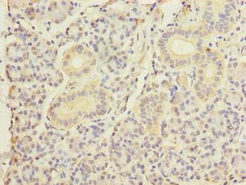 DNAJB4 Antibody