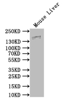 Mug1 Antibody