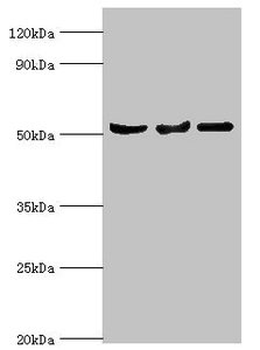 SERPINA10 Antibody