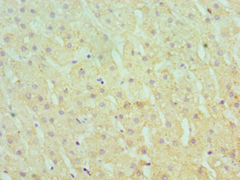 SERPINA10 Antibody
