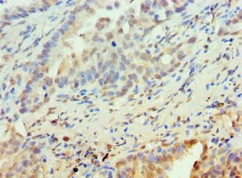 PAX6 Antibody