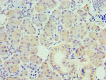 PAX6 Antibody