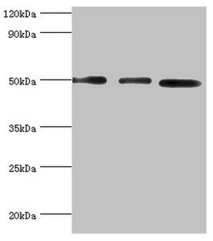 ADSS Antibody