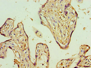 ADSS Antibody
