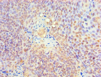 KLF4 Antibody