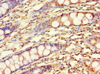 KLF4 Antibody