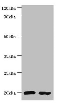 PTRH2 Antibody