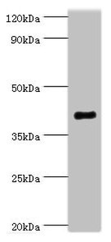 SH3GLB1 Antibody
