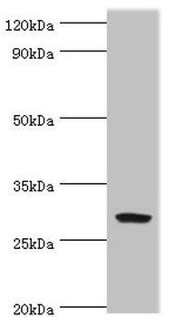 SPIN2B Antibody