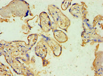 SPIN2B Antibody