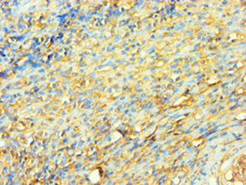 XRCC5 Antibody