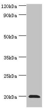 HSPB2 Antibody