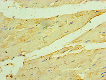 HSPB2 Antibody
