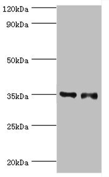 SULT1E1 Antibody