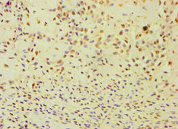 ANXA8L1 Antibody