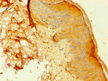 ANXA8L1 Antibody