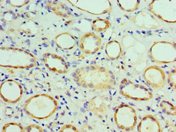COPS7A Antibody