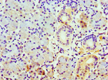 COPS7A Antibody
