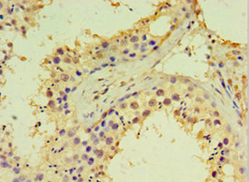 DDX39A Antibody