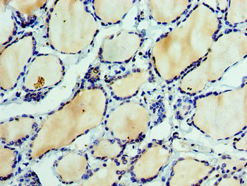 EFNA3 Antibody