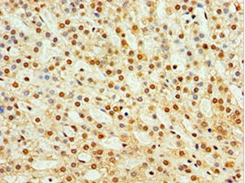 TAF1C Antibody
