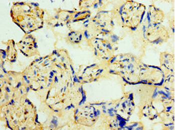 CDK16 Antibody