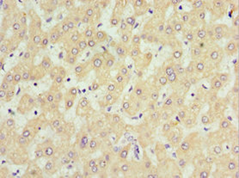 SOST Antibody