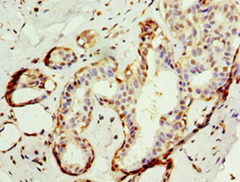 APBB1IP Antibody