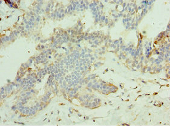 MAPK15 Antibody